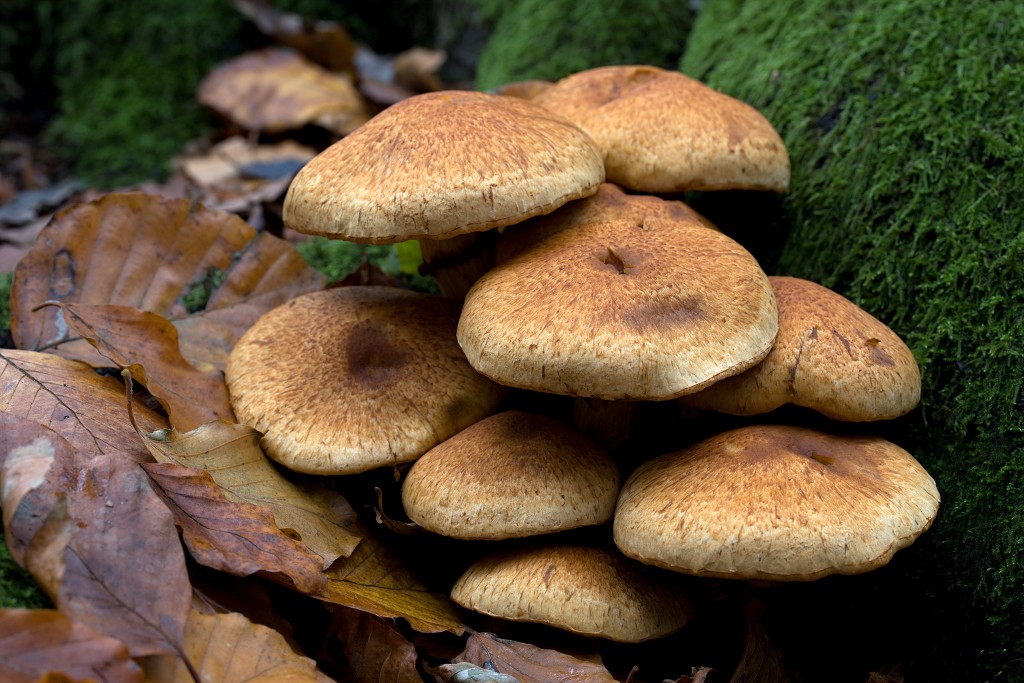 paddenstoel paddenstoelen paddestoel paddestoelen schimmel zwam schimmels zwammen hdr paddo paddos champignon champignons herfst najaar